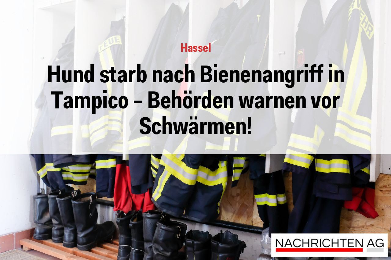 Hund starb nach Bienenangriff in Tampico – Behörden warnen vor Schwärmen!