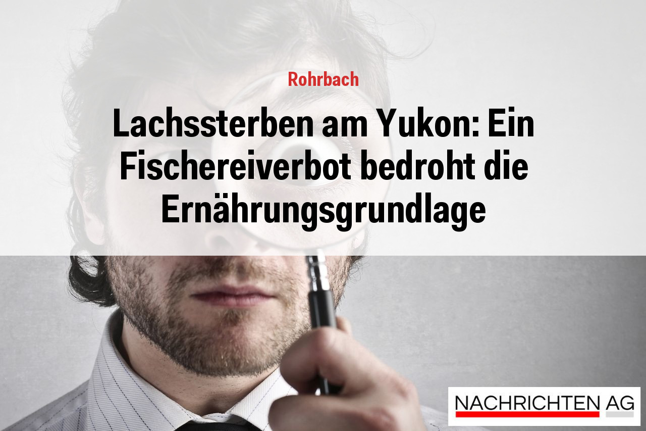 Lachssterben am Yukon: Ein Fischereiverbot bedroht die Ernährungsgrundlage