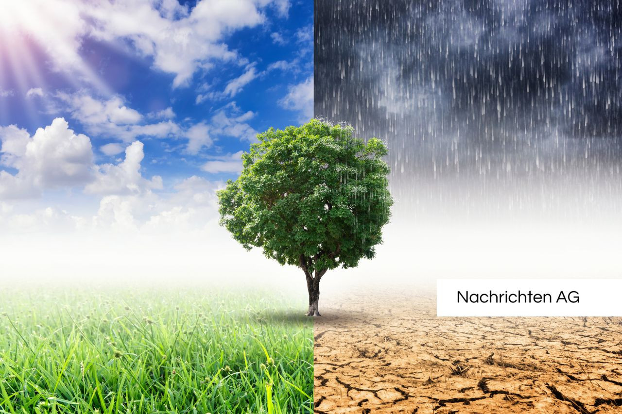 Losheim am See: So kämpft unser Wald gegen den Klimawandel!